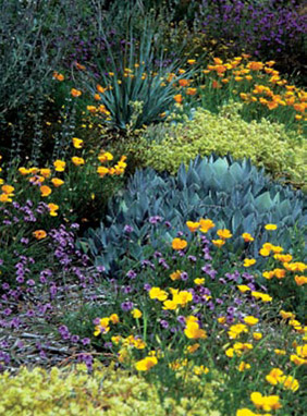 Dudleya and bear grass