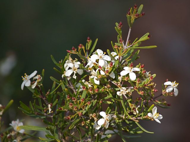 Cneoridium dumosum, Photo by Laura Camp ©Tree of Life Nursery