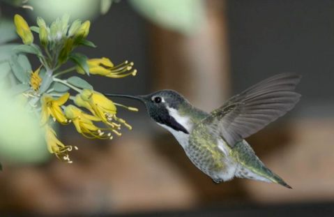 Hummingbird in a California native garden
