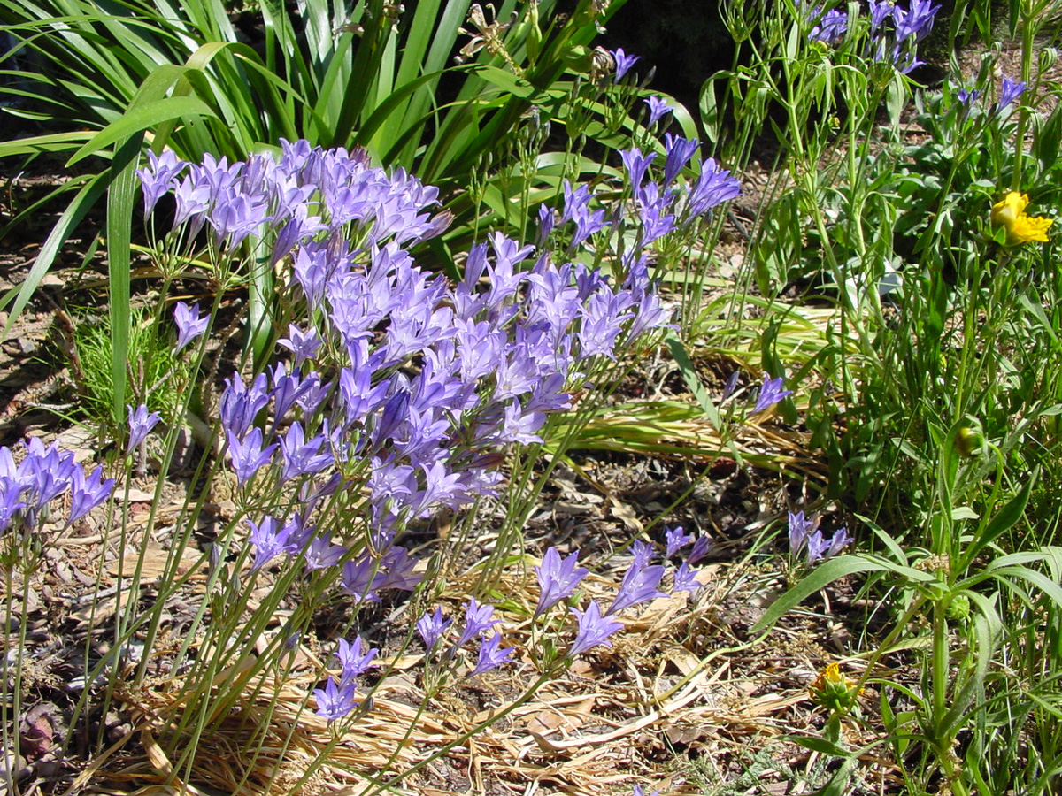 Ithuriel's Spear (Triteleia laxa) in a San Jose garden