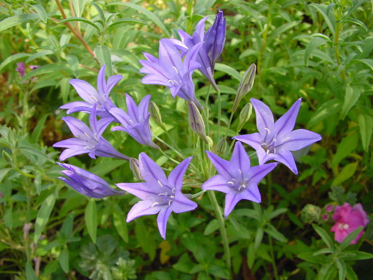 Ithuriel's Spear (Triteleia laxa)