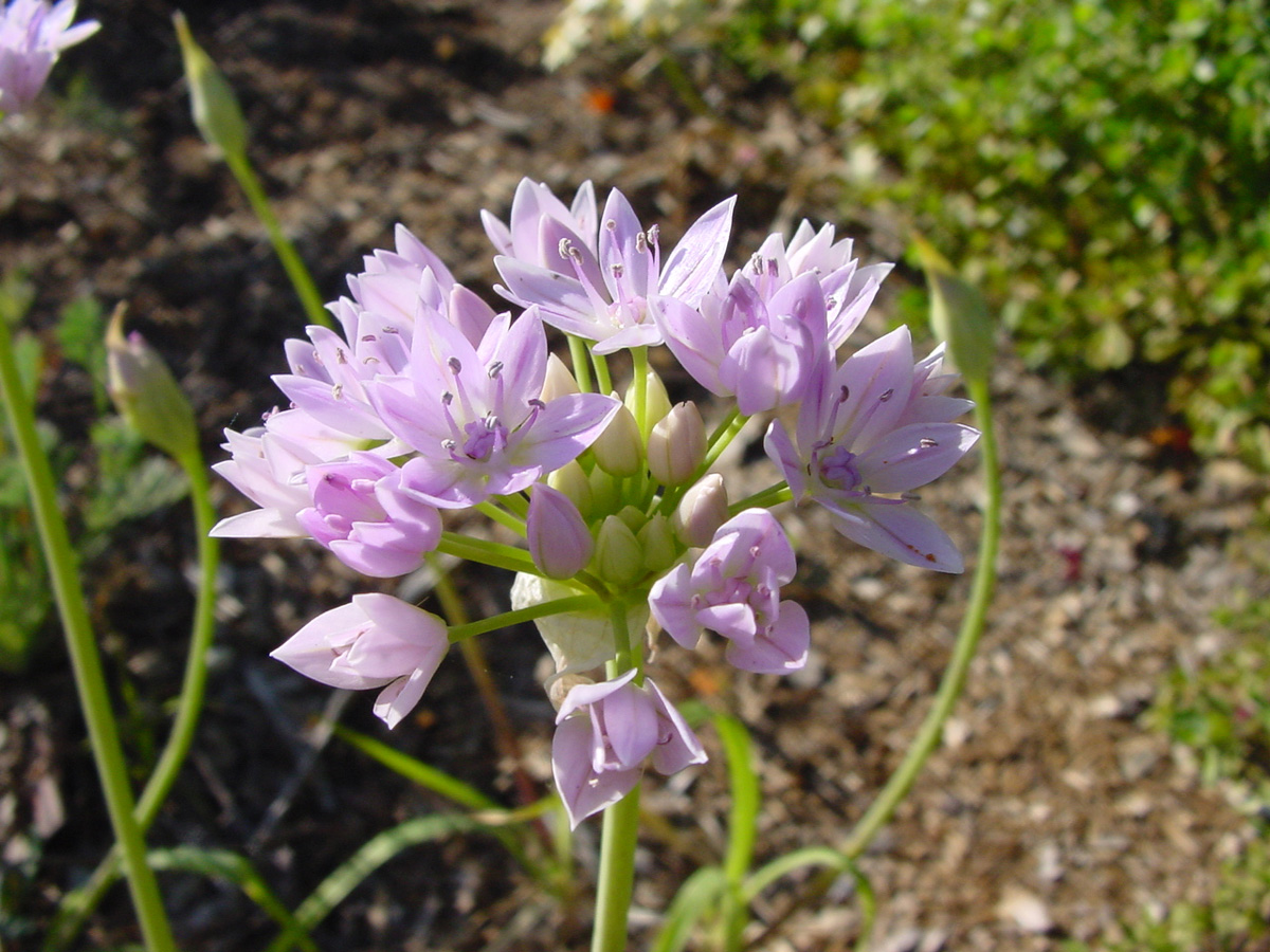 Meadow Onion (Allium unifolium)