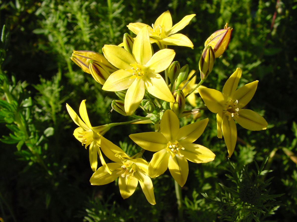 Prettyface (Triteleia ixioides)