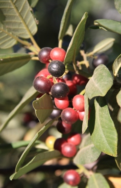 ca_coffeeberry California Coffeeberry (Rhamnus californica or Frangula californica)