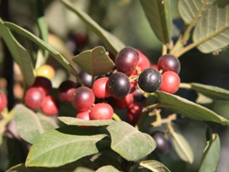 California coffeeberry