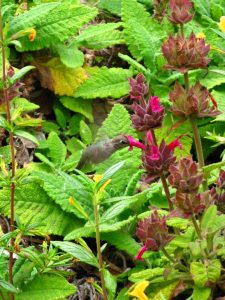 Anna's Hummingbird on Salvia spathacea with Mimulus aurantiacus