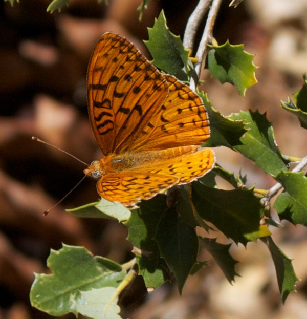 coronis_fritillary Pt. Reyes Ceanothus (Ceanothus gloriosus)