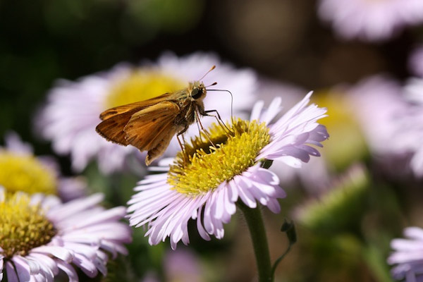 Erigeron glaucus - Seaside Daisy and Skipper Butterfly. Photo by Laura Camp.