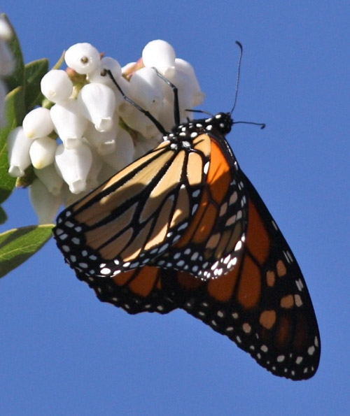 Monarch butterfly on Arctostaphylos refugioensis. Photo by Laura Camp.