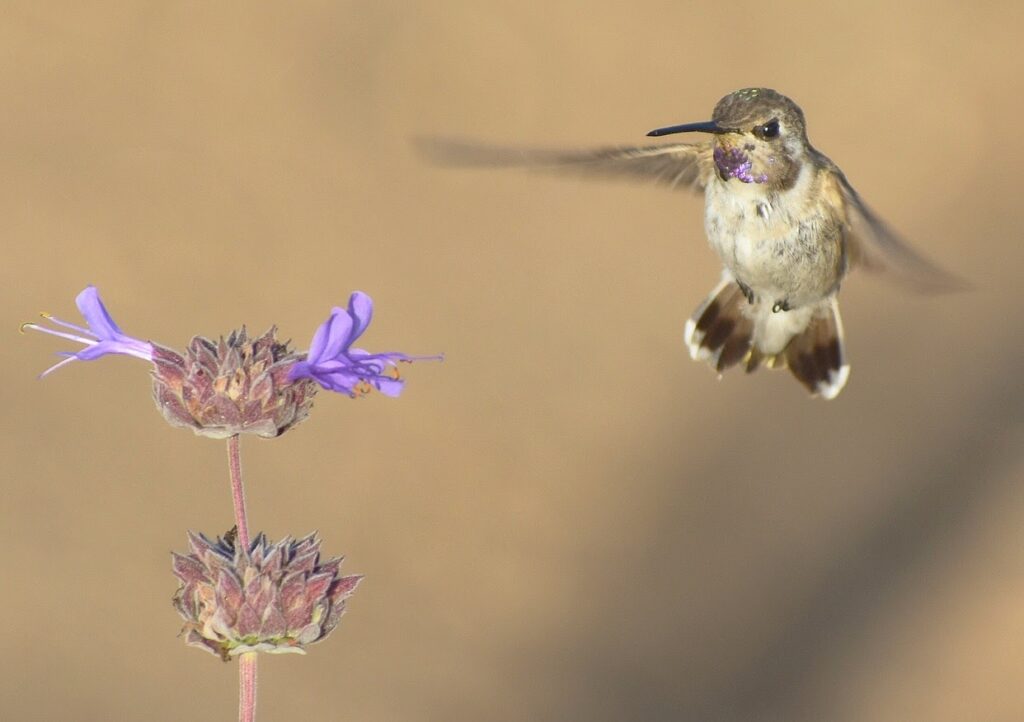 Hummingbird and Sage Photo: Tony Tubbs