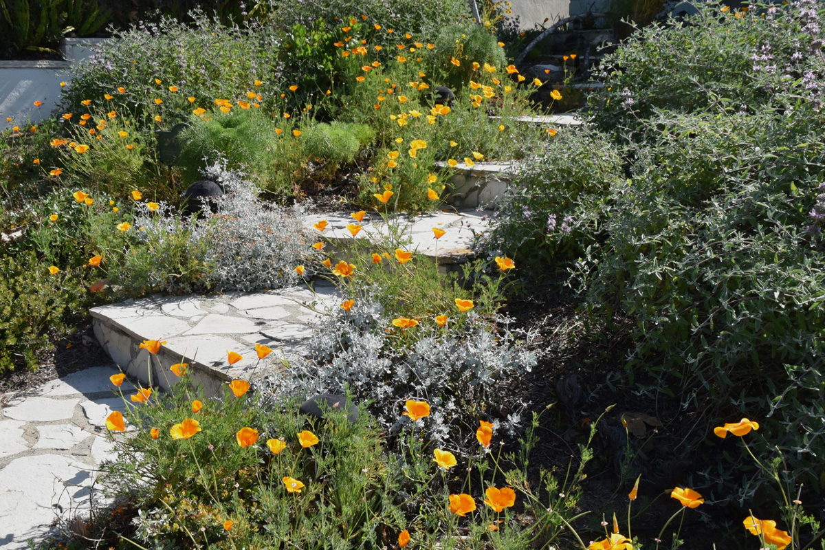 Spring blooms along walkway. Photo: Ann Dalkey