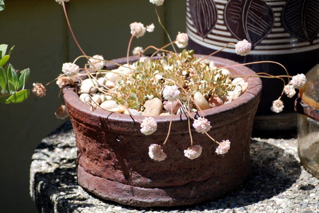 Patio and Container Gardens
