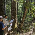 Plot-site evaluation with Yurok cultural practitioner, and Cultural Fire Management Council representative, Elizabeth Azzuz (left), and Forest Service researcher Frank Lake (right). Photo: Chas Jones, DOI-USGS Northwest Climate Adaptation Science Center/Affiliated Tribes of Northwest Indians