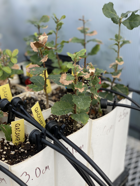 Above, Fig. 1b: Young coast live oaks (<i>Quercus agrifolia</I>) in a greenhouse during a drought study. Photo: Diane Terry
