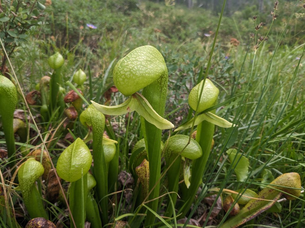 California pitcher plant (Darlingtonia californica) on Mount Eddy (Image: Brendan Wilce)