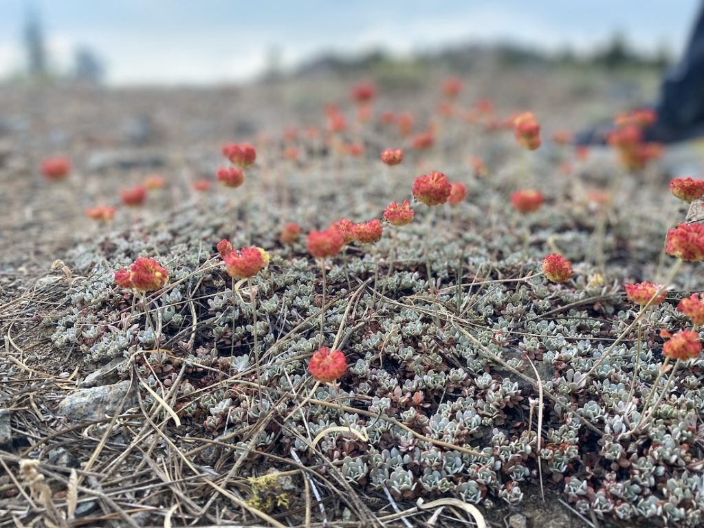 Siskiyou buckwheat (Eriogonum siskiyouense) on Mount Eddy (Image: Karah Fisher)