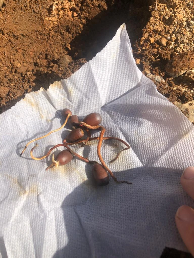 Above, Fig. 1a: Sprouted coast live oak (<i>Quercus agrifolia</I>) acorn seedlings. Photo: Kurt Broz