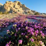 Desert sand verbena (Abronia villosa) blooming at the proposed Chuckwalla National Monument