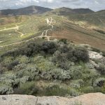 A large shrubby tree stands on a hillside marked by trails.