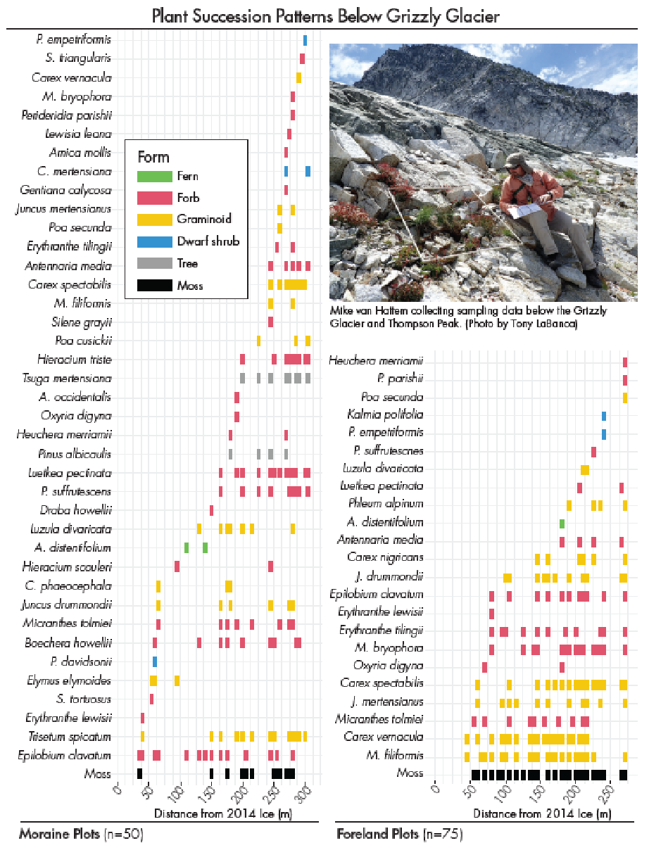 Figure 2: Summary of plant species presence—absence surveyed in 1m x 1m quadrats below Grizzly Glacier in 2014, Trinity Alps, California. (Figure concept adapted from O’Kane and Henry, 2024)