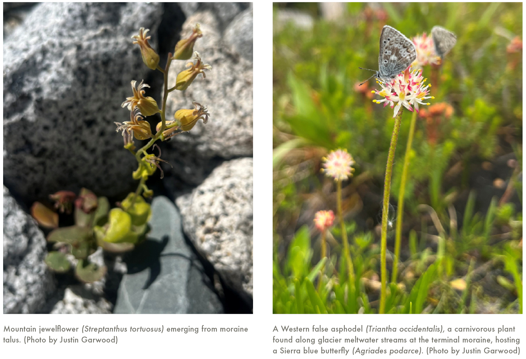 Select Plants of the Grizzly Glacier Study Area.