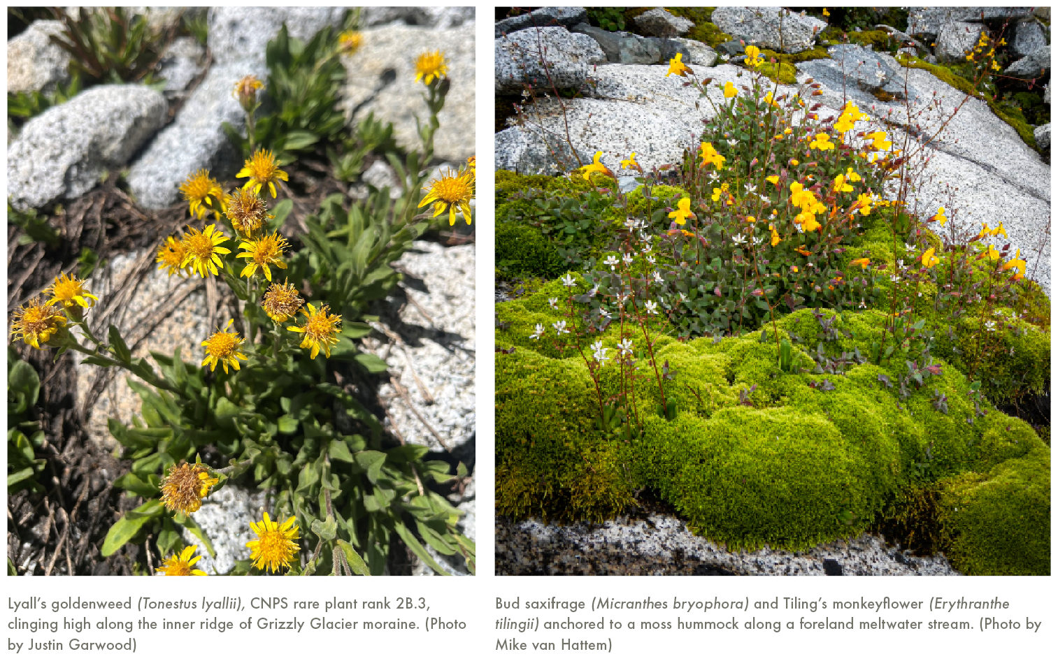 Rare plants of the Grizzly Glacier study area.