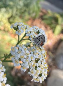 A butterfly rests on a plant with clusters of white flowers.