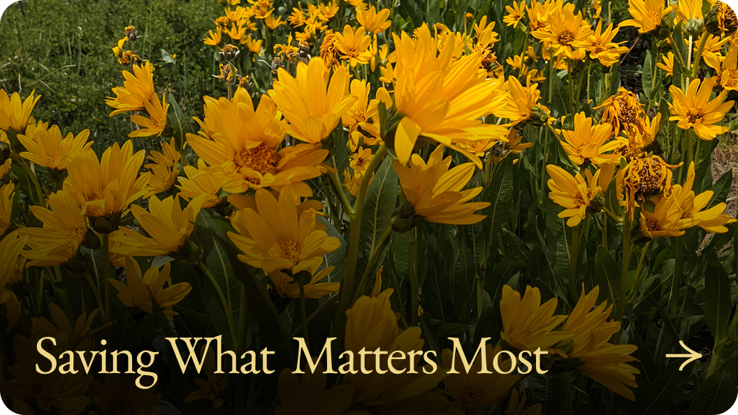 Saving What  Matters Most