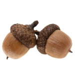 two acorns