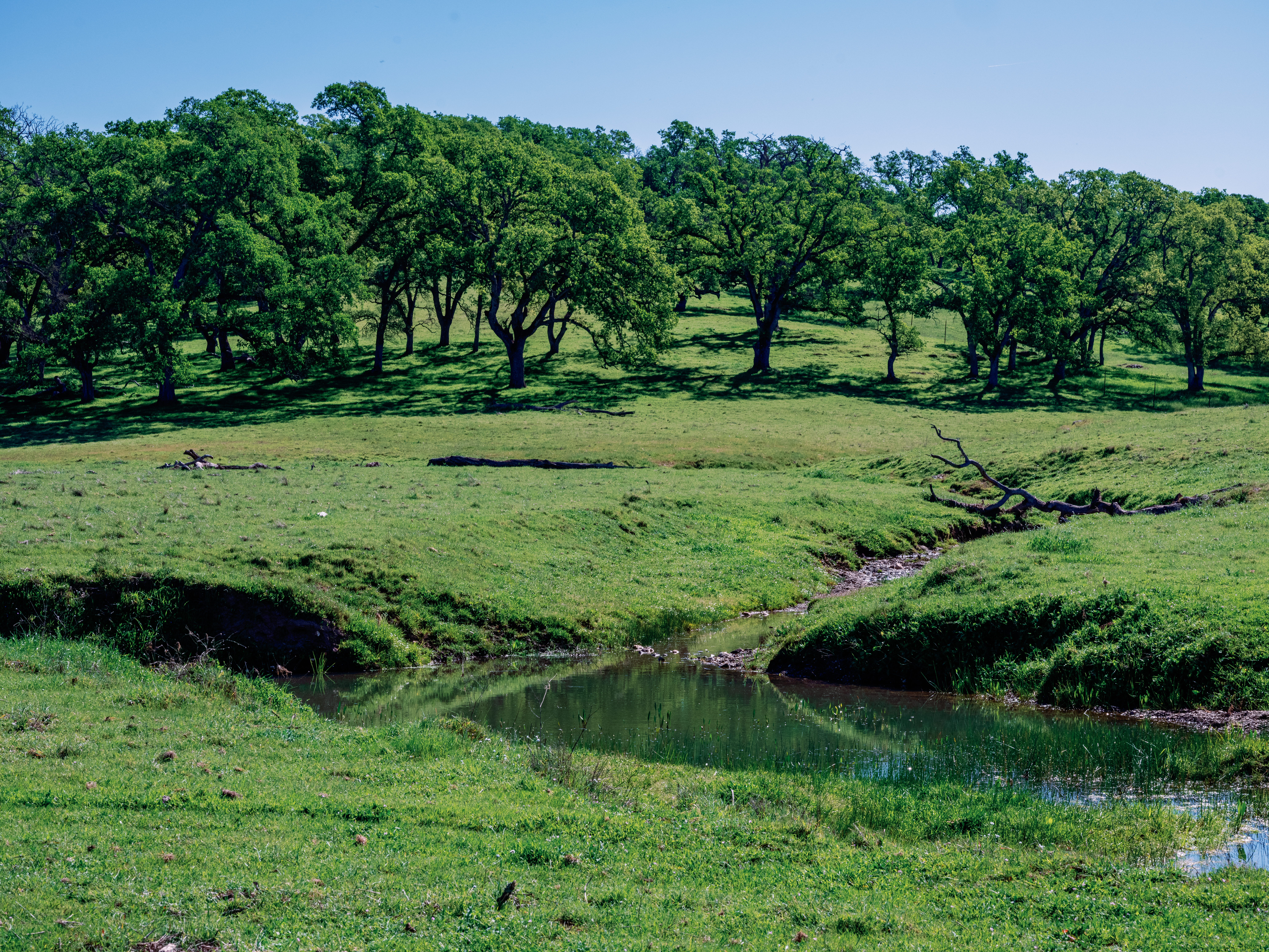A landscape of a creek with grassy hills and oaks.