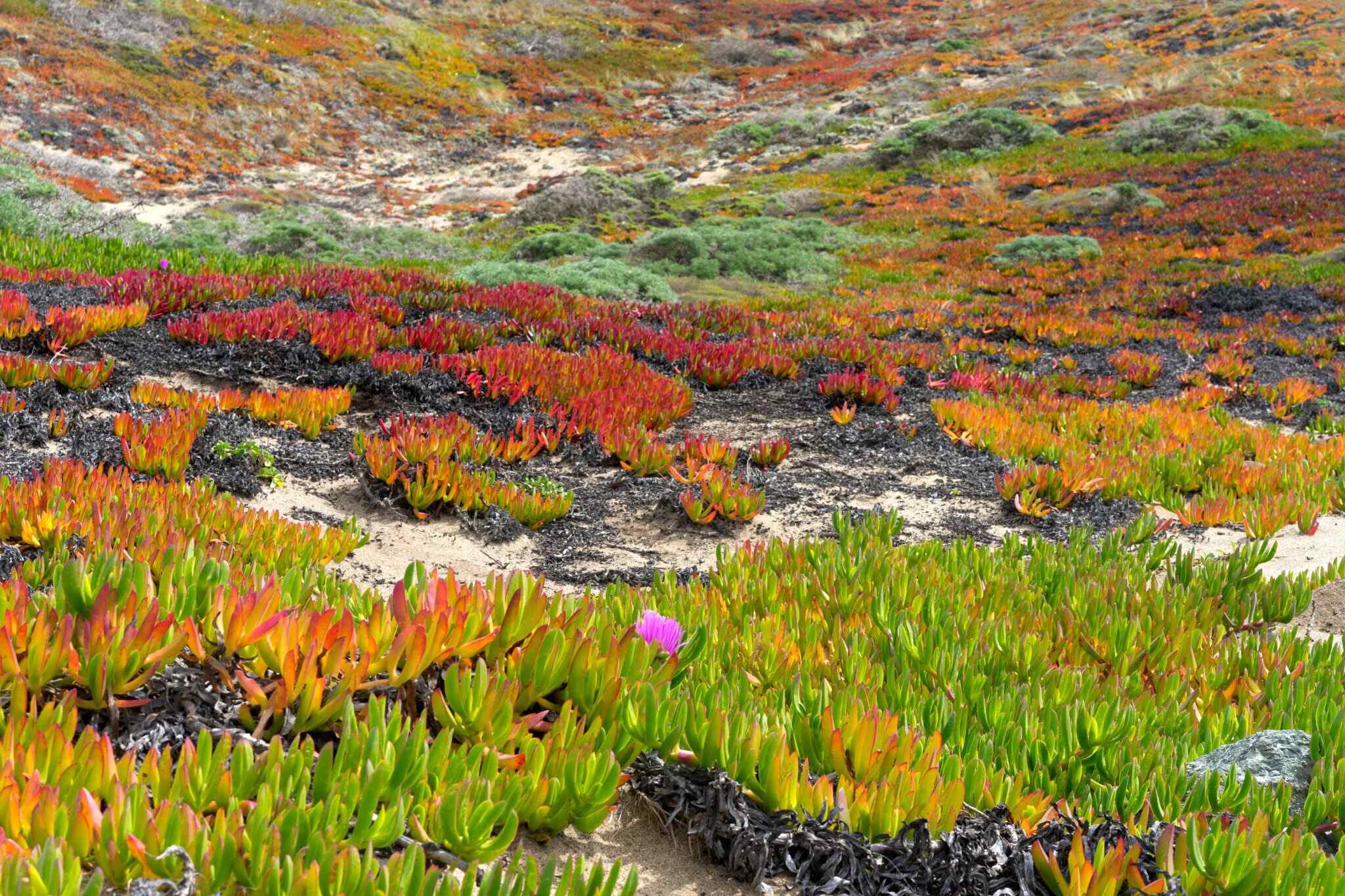 Invasive ice plant (Carpobrotus edulis)