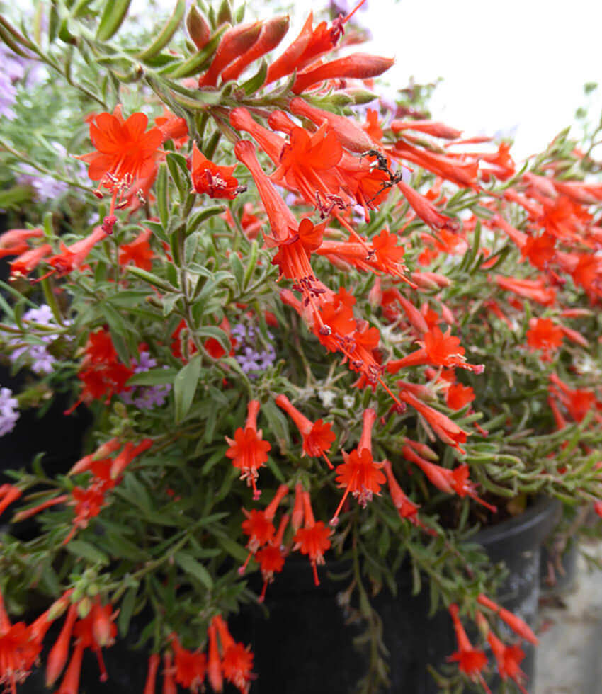 A plant with vibrant red-orange flowers