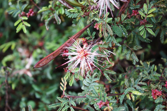 Calliandra eriophylla, 'Pink fairy duster' in the rain. Photo by Laura Camp