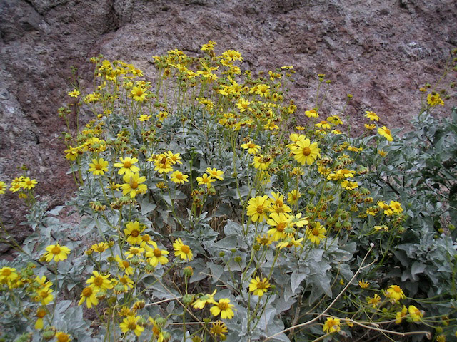 Encelia farinosa, 'Brittlebush.' Photo by Laura Camp