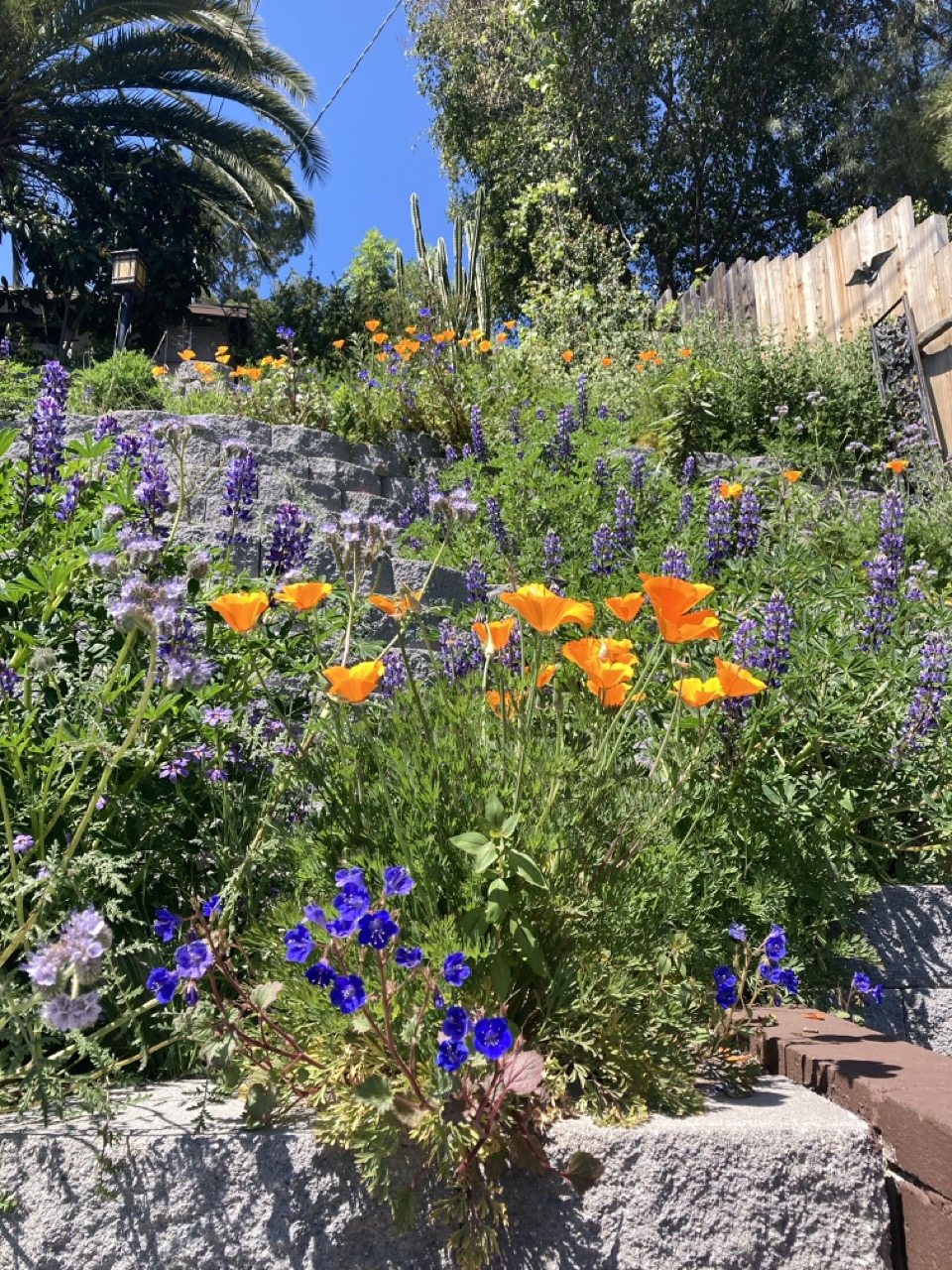 A backyard native plant garden in Berkeley (Photo credit: Ann-Marie Benz)
